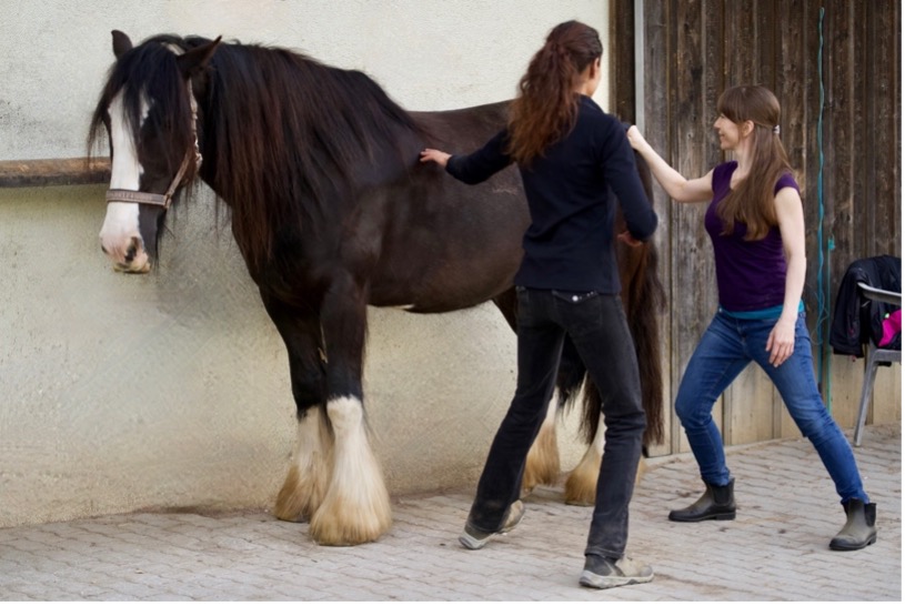 Ein Foto von einer Patientin und der Therapeutin, die neben einem Pferd seitlich in Ausfallschritt stehen und das Pferd kräftig putzen.